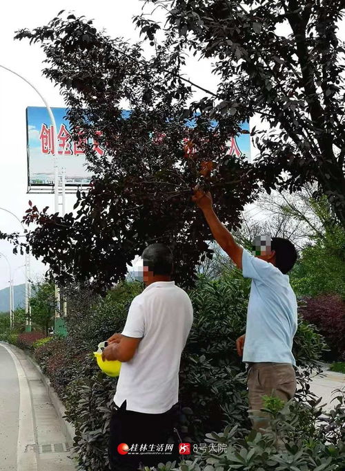 我每年都要来摘 桂林这些道路的李子熟了,有市民却伸出了不文明之手 图